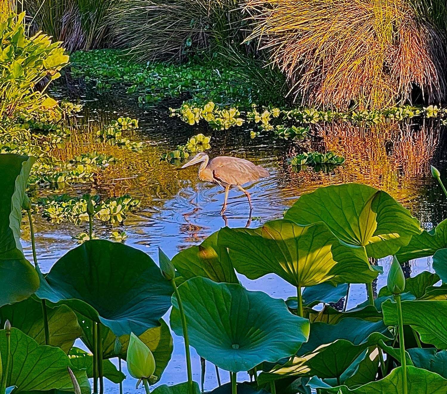 A cool spot at Echo Park Lake